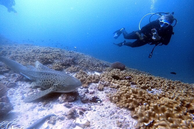 Scuba Diving Trips to Dimaniyat Islands - Traveler Considerations
