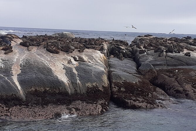 Seal Island,Cape of Good Hope&Penguins Shared Tour,From Cape Town - Cape of Good Hope Exploration