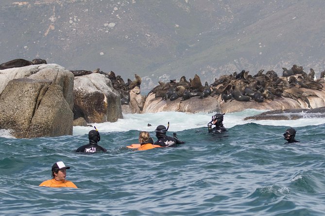 Seal Snorkeling With Animal Ocean in Hout Bay - Reviews and Ratings