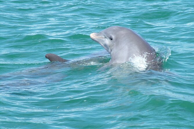 Shallow Water Snorkeling and Dolphin Watching in Key West - Past Traveler Experiences and Reviews