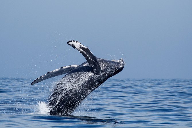 Shared Two-Hour Whale Watching Tour From Oceanside - Cancellation and Weather Policy