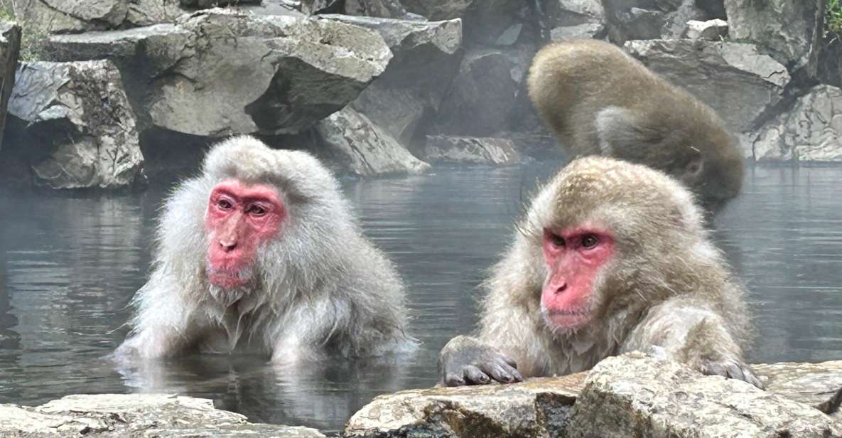 Shuttle Van Tour Snow Monkey Park To/From Tokyo 23 Wards - Onsen Experience With Monkeys