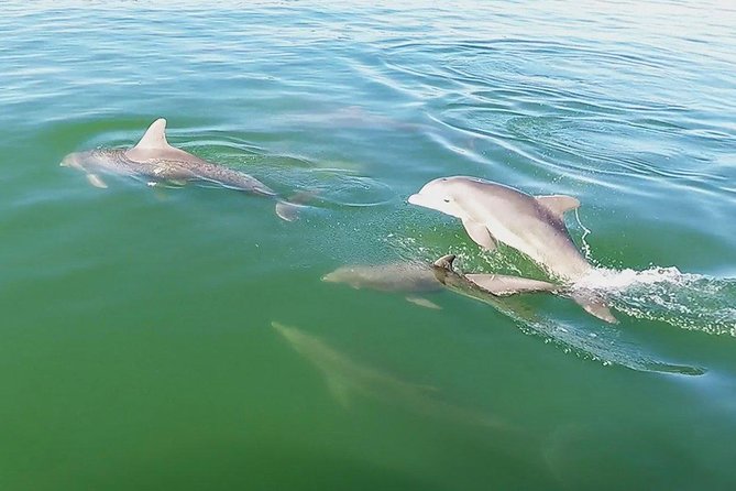 Small Group 2 Hour Dolphin Cruise With Snorkeling to Shell Key - Wildlife Sightings