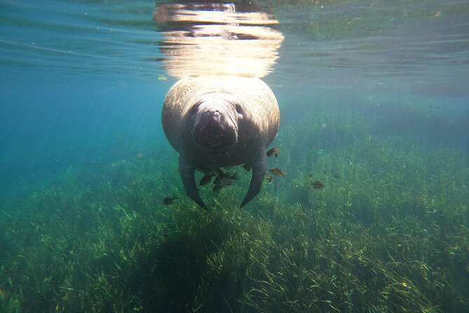 Small Group Manatee Snorkel Tour With In-Water Guide and Photographer - Additional Details