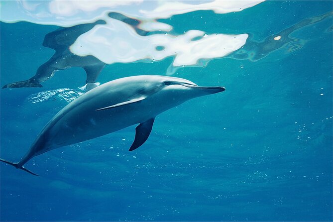 Swim With Dolphins in the West Coast Line of Oahu - Positive Reviews