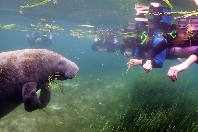 The OG Manatee Snorkel Tour With In-Water Guide/Photographer - Booking and Pricing