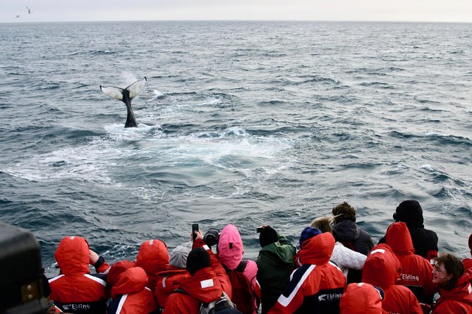 The Original Classic Whale Watching From Reykjavik - Reviews and Ratings