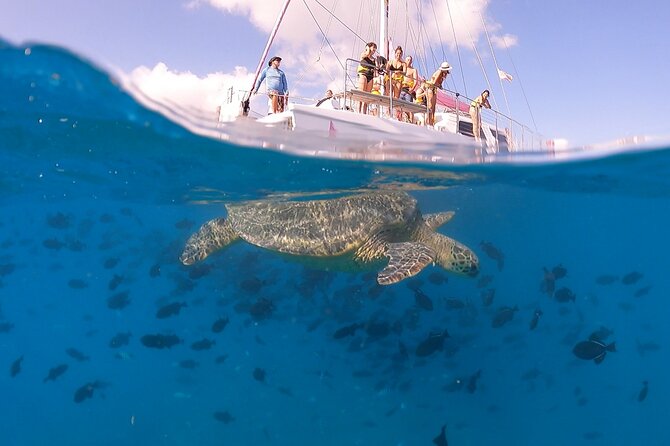 Turtle Snorkeling Adventure in Waikiki (Boat Tour) - Additional Information