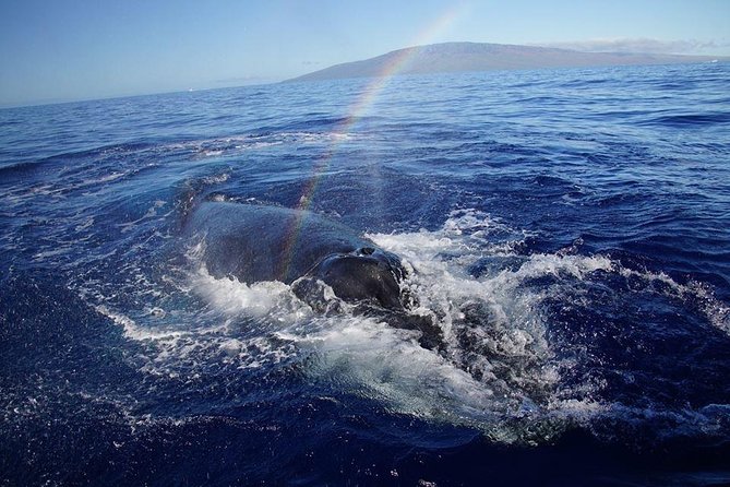 Ultimate 2 Hour Exclusive VIP Whale Watch Tour - Cancellation Policy