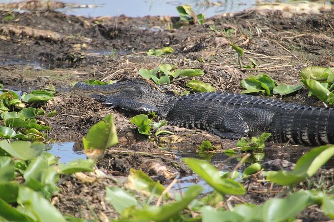 VIP Private Airboat Tour Near Orlando - Cancellation and Refund Policy