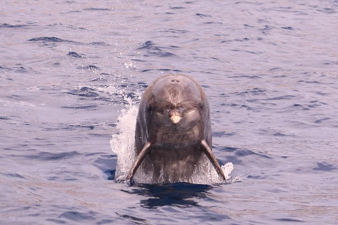 Whale and Dolphin Watching in Calheta, Madeira Island - Additional Tour Information