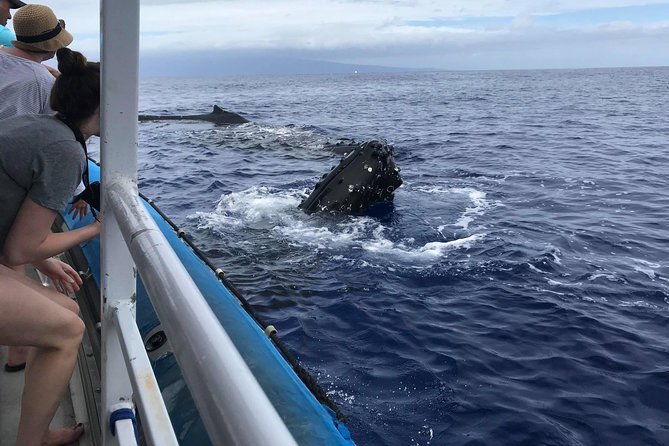 Whale Watching From Maalaea Harbor - Guaranteed Sightings Assurance
