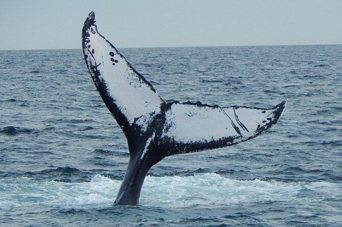 Whale Watching Tour in Gloucester - Meeting and Pickup Details