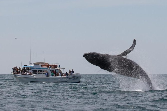 Whale Watching Tour - Boat Specifications