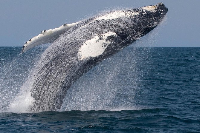 Whale Watching Trips to Stellwagen Bank Marine Sanctuary. Guaranteed Sightings! - What to Expect on the Trip