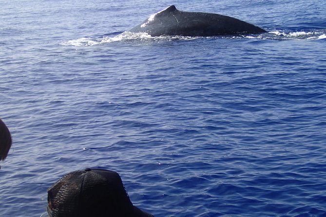 Zodiac Raft Whale Watching Adventure - Exploring Marine Life and Coastal Features
