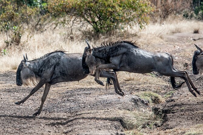 10-DAY Serengeti Wildebeest Migration Safari From Arusha - Airport Pickup and Drop-off