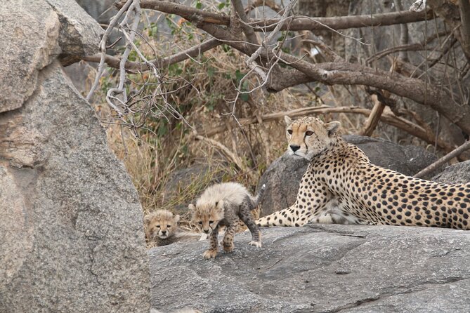 3-Day Classic Serengeti Safari - Wildlife Sightings