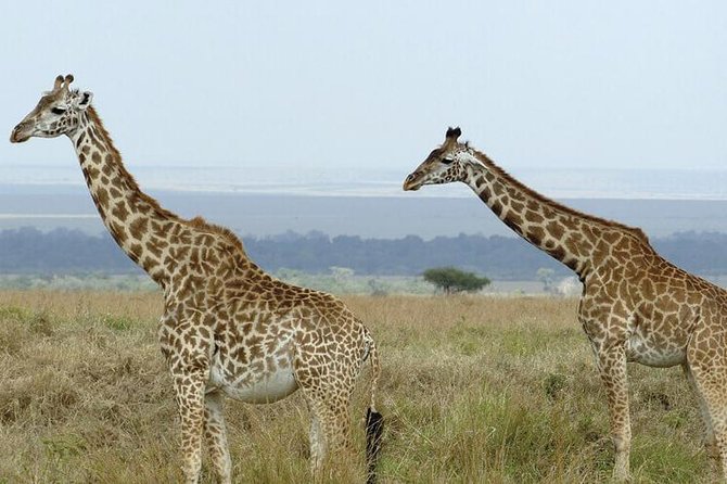 3 Days Masai Mara Safari From Nairobi - Exploring the Masai Mara