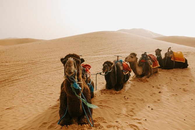 3-Days Private Guided Desert Tour From Fez to Marrakech - Itinerary: Day 2