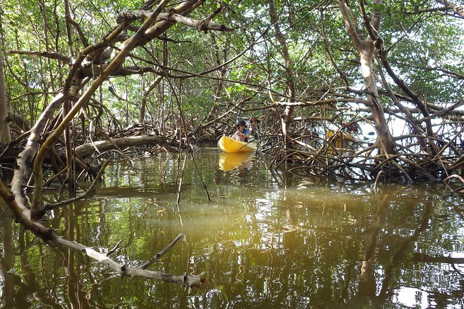 3 Hour Guided Mangrove Tunnel Kayak Eco Tour - Mangrove Forest Exploration