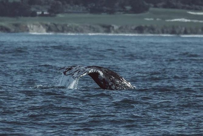 3-Hour Monterey Bay Winter Whale-Watching Tour - Monterey Waterfront Experience