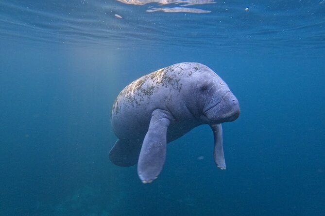3-Hour Small Group All-Inclusive Manatee Swim With Photo Package - Accessibility and Policies