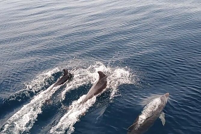 3 Hours Sunset and Dolphin Tour From Medulin With Sandra Boat - Group Size