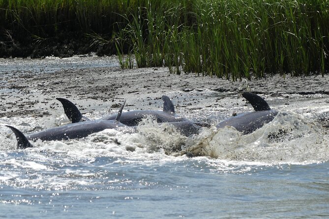 90-Minute Private Dolphin Tour in Hilton Head Island - Confirmation and Accessibility