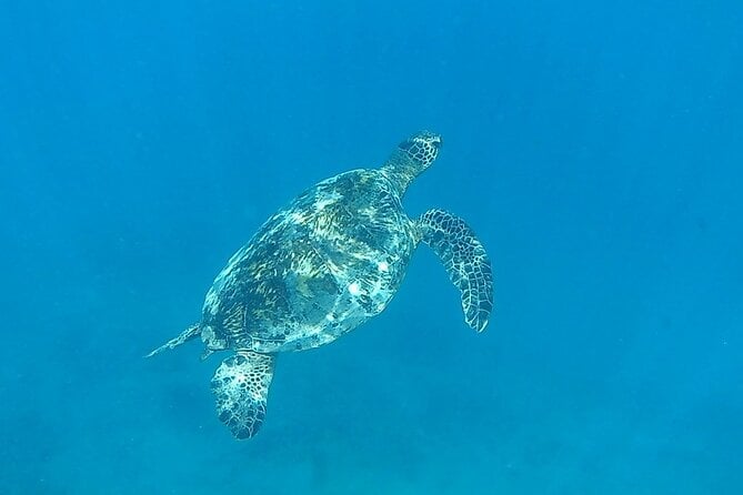 9am Turtle Canyon Snorkel Adventure - Booking and Reservations