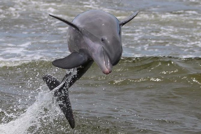 Alabama Gulf Coast Dolphin Cruise - Booking and Pricing