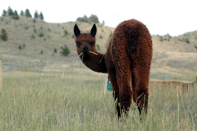 Alpaca and Llama Farm Tour - Meeting and Pickup