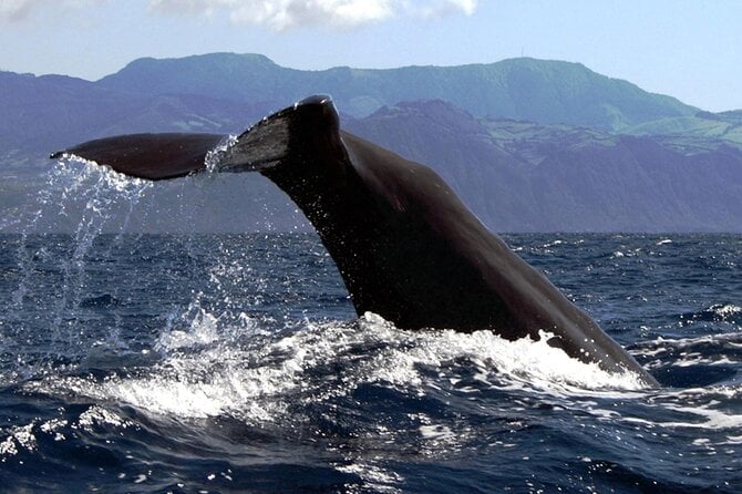 Azores Whale Watching & Islet Boat Tour - Exploring the Princess Ring Islet