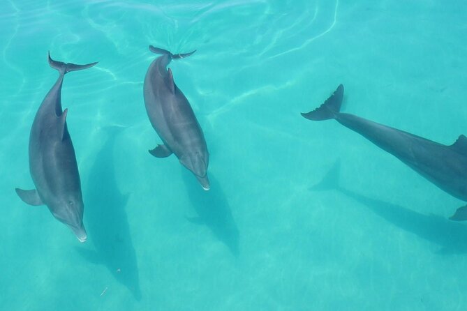 Biologist Owned & Operated: Dolphin Watching & Guided Snorkeling - Meeting and Departure