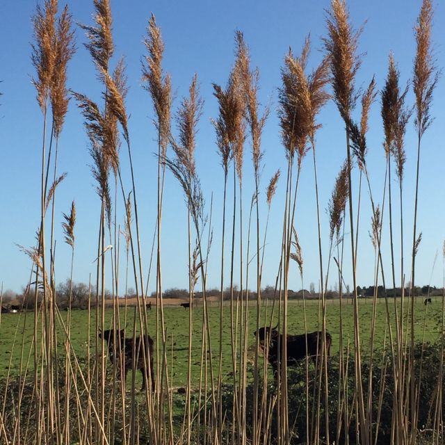 Camargue: Safari From Saintes-Maries-De-La-Mer - Important Considerations for the Tour