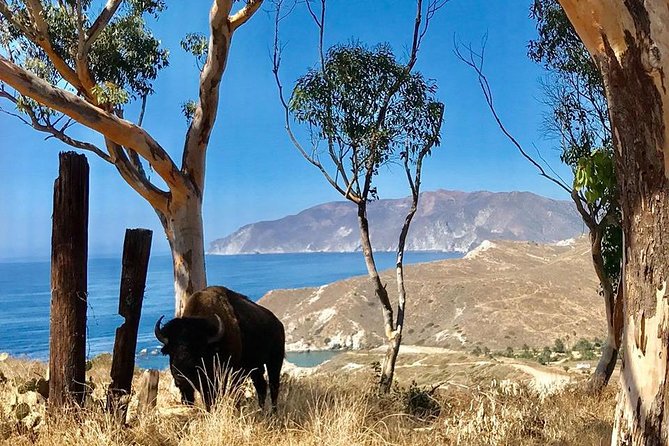 Catalina Island Bison Expedition - Tour Inclusions and Highlights