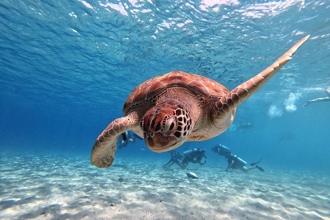 Curacao: Swimming With Sea Turtles and Grote Knip Beach Tour - Snorkeling With Sea Turtles