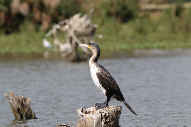 Day Tour to Hells Gate National Park and Optional Boat Ride on Lake Naivasha - Confirmation and Group Size