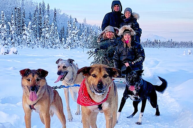 Dog Sledding Adventure in Willow, Alaska - Denali Scenic Views