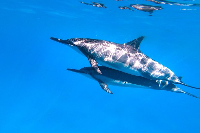 Dolphin Watch & Snorkel Captain Cook Monument Big Island Kailua-Kona Hawaii - Reviews