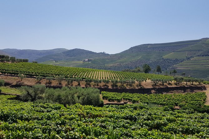 Douro Valley Wine Tour: 3 Vineyard Visits, Wine Tastings, Lunch - Insights From Winemakers
