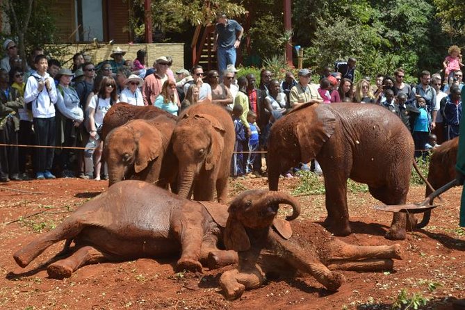 Elephant Orphanage & Giraffe Centre Tour - Duration and Inclusions