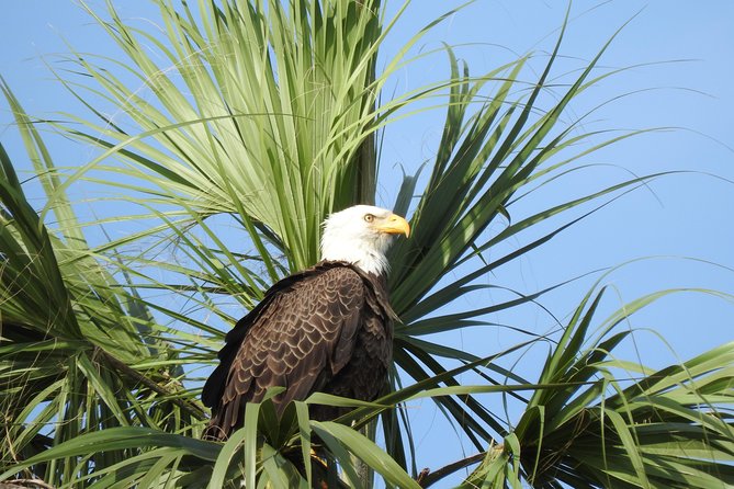 Everglades Day Safari From Fort Myers/Naples Area - What to Expect