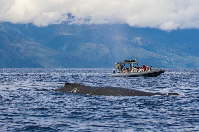Eye-Level Whale Watching Eco-Raft Tour From Lahaina, Maui - Refund Policies