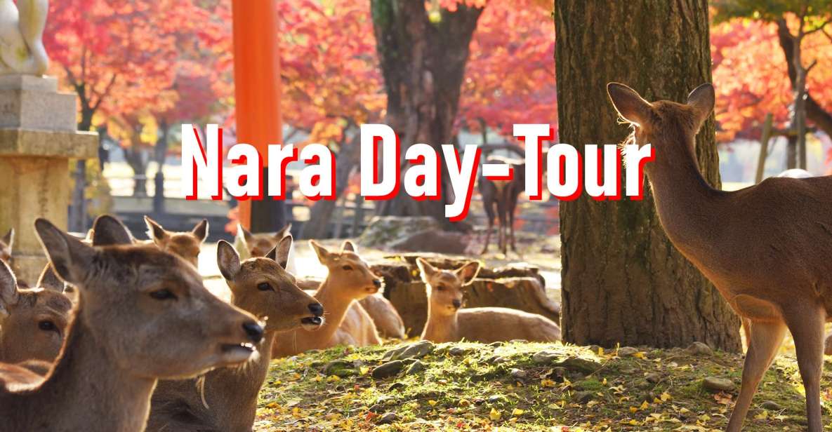 From Osaka: 10-hour Private Customized Tour to Nara - Tour Inclusions and Exclusions