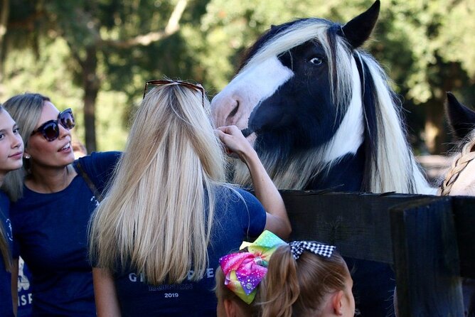 Gypsy Gold Horse Farm Tour - Photo Opportunities