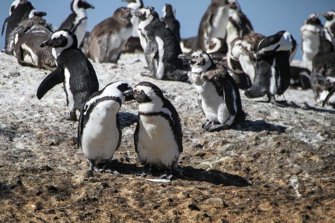 Half Day Boulders Penguins and Cape Point Small Group Tour - Penguin Colony Entrance