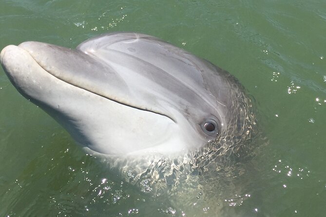 Hilton Head Island Dolphin Boat Cruise - Group Size and Cancellation