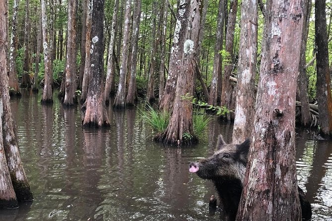 Honey Island Swamp Boat Tour With Transportation From New Orleans - Cancellation and Weather Policy