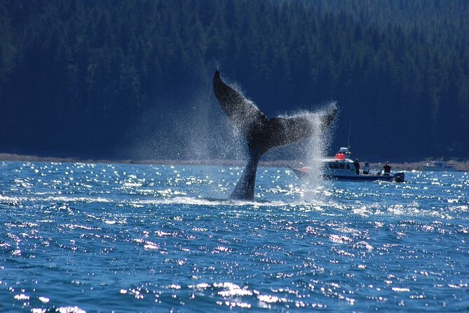 Hoonah Whale-Watching Cruise - Directions for Docked Guests